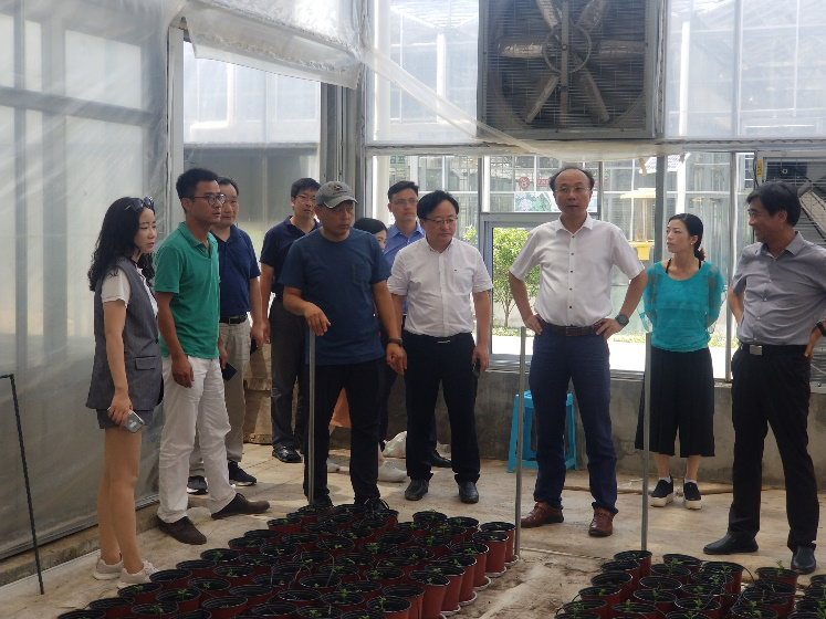 （丁校長一行查看大棚內盆栽菊花的種植情況）